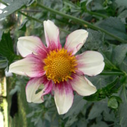 Thumb of 2013-07-17/tgarland/575a68