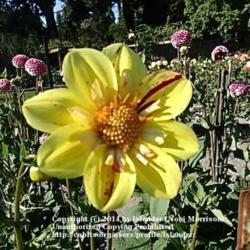 Thumb of 2014-07-22/Islander/10ce33