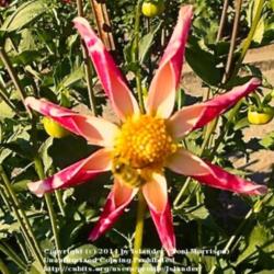 Thumb of 2014-07-22/Islander/645374