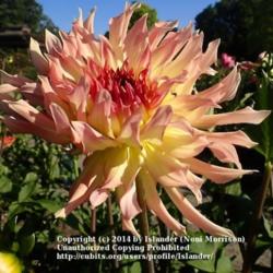 Thumb of 2014-07-22/Islander/bb9e29