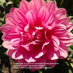 Thumb of 2014-07-22/Islander/d1ce14