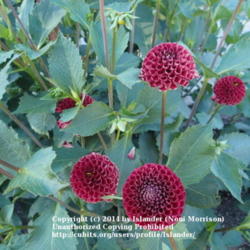 Thumb of 2014-08-03/Islander/1944c7