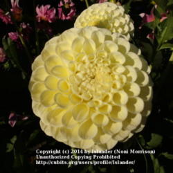 Thumb of 2014-08-03/Islander/387aac