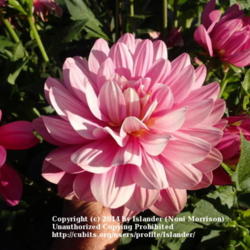 Thumb of 2014-08-03/Islander/3bc3d1