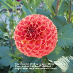 Thumb of 2014-08-03/Islander/c2af56