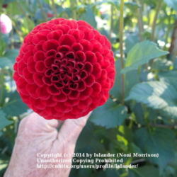 Thumb of 2014-08-03/Islander/cbe83f