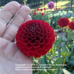 Thumb of 2014-08-03/Islander/ce7983
