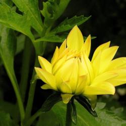 Thumb of 2014-08-18/mandolls/8ee62d