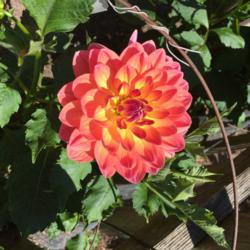 Thumb of 2015-07-26/Benny101/69ac29
