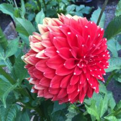 Thumb of 2015-07-26/Benny101/778ad9