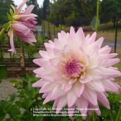 Thumb of 2015-07-28/Islander/488533