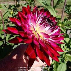 Thumb of 2015-07-28/Islander/d318f5
