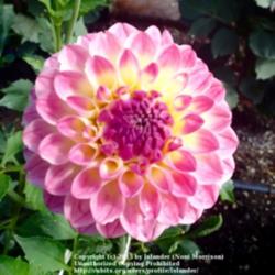 Thumb of 2015-07-28/Islander/d92e9c