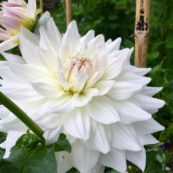 Thumb of 2016-07-31/Benny101/e2a843