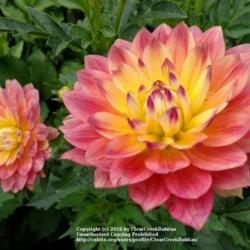 Thumb of 2016-07-31/ClearCreekDahlias/72788c