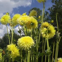 Thumb of 2016-07-31/FLflowerboy/2b0d9e