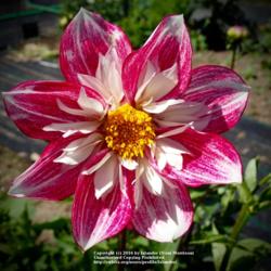 Thumb of 2016-07-31/Islander/157a02