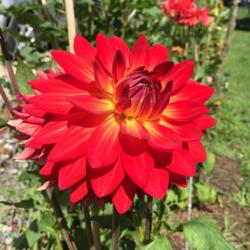 Thumb of 2016-08-06/Benny101/cf583b
