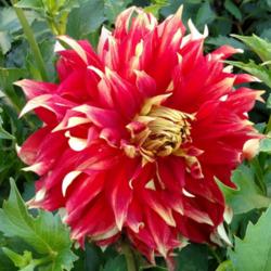 Thumb of 2016-08-06/ClearCreekDahlias/089c82