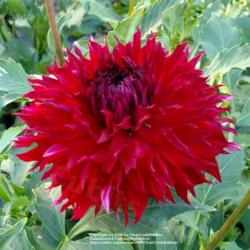 Thumb of 2016-08-06/ClearCreekDahlias/402e5e