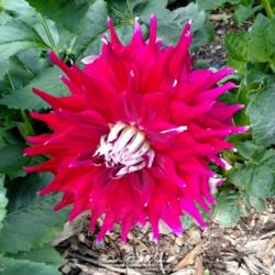 Thumb of 2016-08-06/ClearCreekDahlias/d002d4