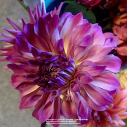 Thumb of 2016-08-07/Islander/80e9cc