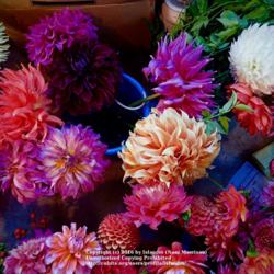 Thumb of 2016-08-07/Islander/8122f2