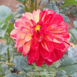 Thumb of 2016-10-14/DahliaGardener/1284b3