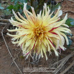 Thumb of 2016-10-14/DahliaGardener/278fab