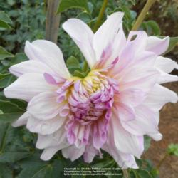 Thumb of 2016-10-14/DahliaGardener/5e4653