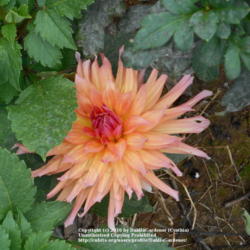 Thumb of 2016-10-14/DahliaGardener/86b122