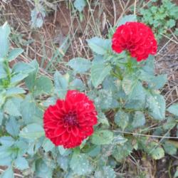 Thumb of 2016-10-14/DahliaGardener/96deb4