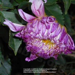 Thumb of 2016-10-14/DahliaGardener/9b96f3