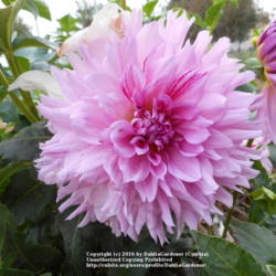 Thumb of 2016-10-14/DahliaGardener/a5f61f