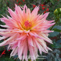 Thumb of 2016-10-14/DahliaGardener/c69868