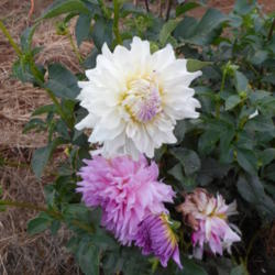 Thumb of 2016-10-14/DahliaGardener/c7f4f0