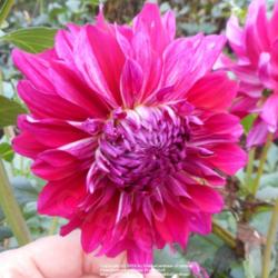 Thumb of 2016-10-14/DahliaGardener/d6080a