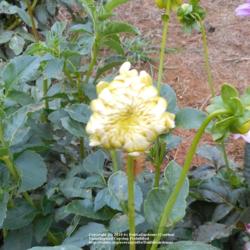 Thumb of 2016-10-14/DahliaGardener/e124e9