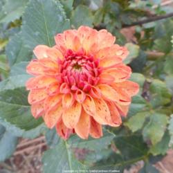 Thumb of 2016-10-14/DahliaGardener/f84136