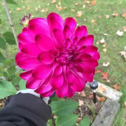 Thumb of 2016-10-17/Benny101/4e616c