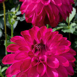 Thumb of 2016-10-17/teddahlia/140e6c