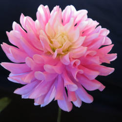 Thumb of 2016-10-18/teddahlia/d2de75