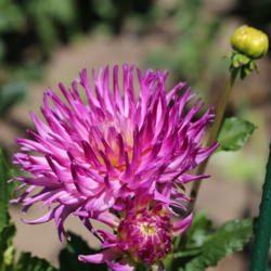 Thumb of 2017-07-03/sylviap/09588d