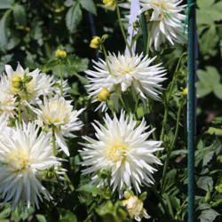 Thumb of 2017-07-03/sylviap/3e410b