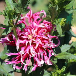 Thumb of 2017-07-03/sylviap/ce164f