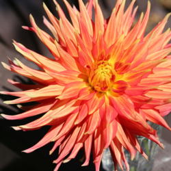 Thumb of 2017-07-03/sylviap/fc0561