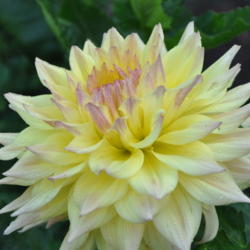 Thumb of 2017-08-21/drewtheflorist/cf8877