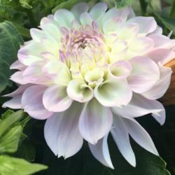 Thumb of 2017-08-22/melissamaeday/ff4bff