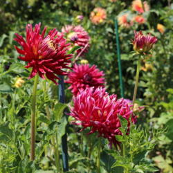 Thumb of 2017-08-22/sylviap/62b1cb