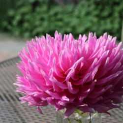 Thumb of 2017-08-22/sylviap/c8cb6d